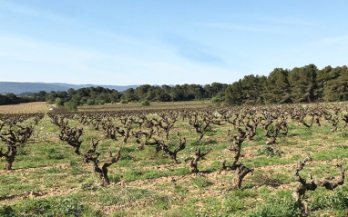 Panorámica del viñedo