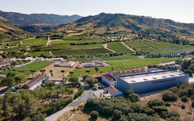 Bodega y viñedo