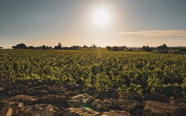 Viñedo al atardecer