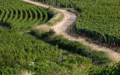 Los viñedos se ubican en el corazón de Borgoña