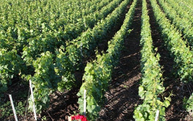 Viñedos en verano