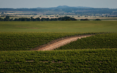 Viñedo Balmoral