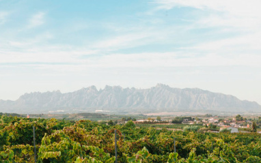 Vista de Montserrat desde los viñedos