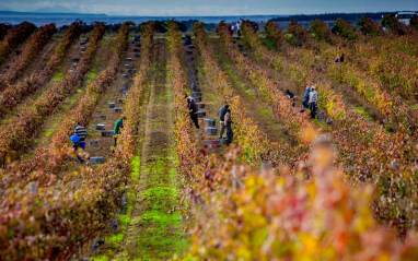 Otoño en el viñedo