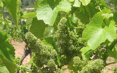 Detalle de racimo