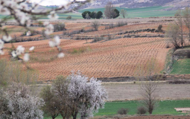 Paisaje de Pagos de Matanegra