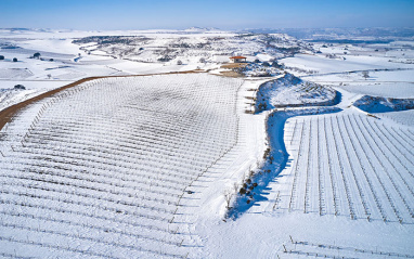 Los viñedos de la bodega durante los meses de invierno