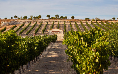 Esta bodega familiar cuenta con 130 hectáreas de viñedo