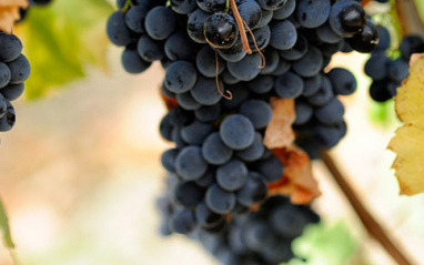 Racimo de Nero d´Avola