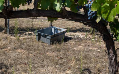 Caja de vendimia