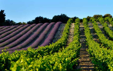 Los campos de lavanda y el viñedo comparten espacio