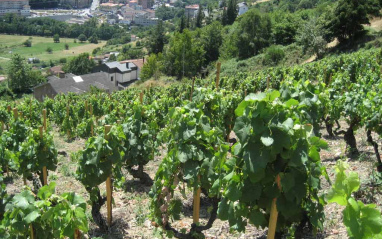 Viñas