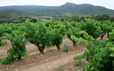 Viñas