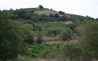 Vista del viñedo de Obergo, ubicado en el valle de Secastilla