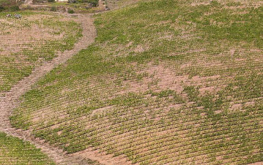 Los viñedos de la bodega se ubican en el golfo de Saint Florent