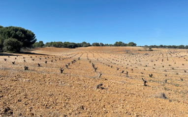 Panorámica del viñedo