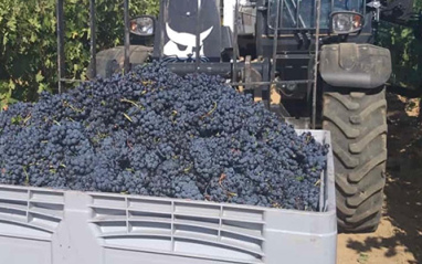 Recolección de uvas