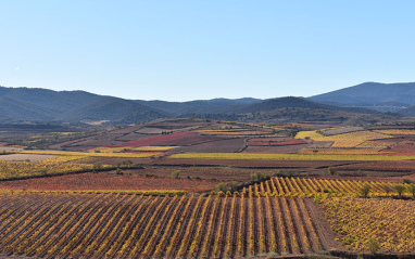 Panorámica de viñedos