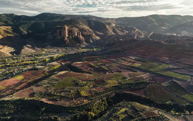Entorno de los viñedos de Panorámico