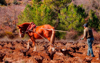 Arando con caballo