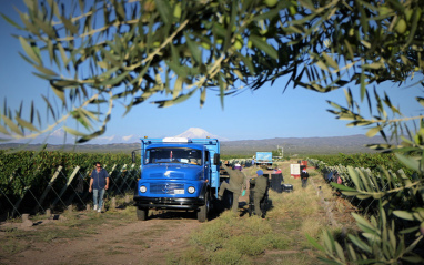 Les viticulteurs en plein travail dans le vignoble de Passion de los Andes