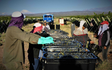 Le transport des raisins en caisses 