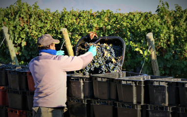 Le travail dans les vignes