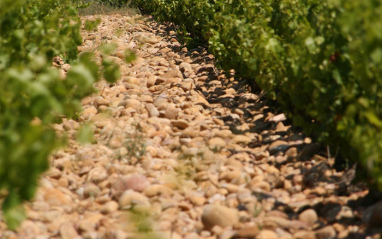 Viñedos con cantos rodados