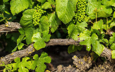 Detalle de las cepas