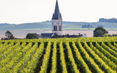 Viñedos en Ambonnay