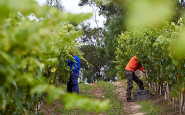 Agricultores trabajando el viñedo