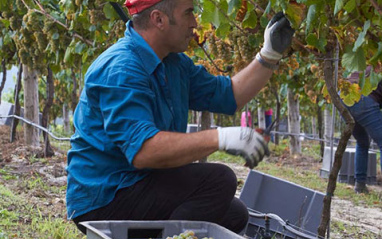 Agricultor trabajando