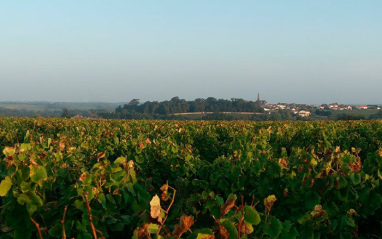 Panorámica de viñedos