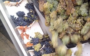 Uvas a punto de ser vinificadas