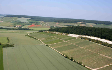 Vista de los viñedos.