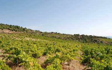 Viñedos en Cebreros (Ávila)