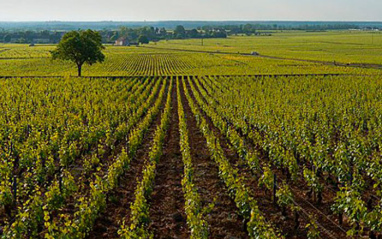 Paisaje de viñedos en el Château de Puligny Montrachet