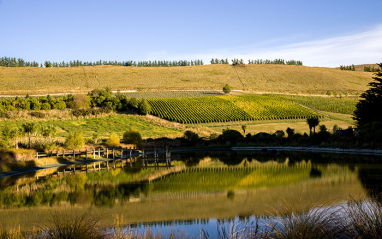 Entorno del viñedo de Pyramid Valley