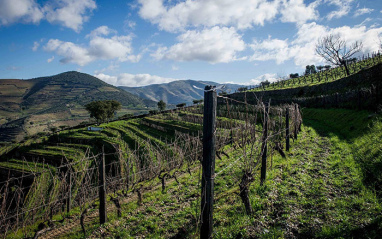 Viñedos en espaldera