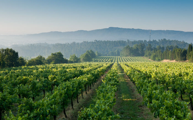 Viñedo de Quinta de Azevedo