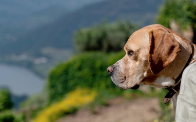 El perro de la familia