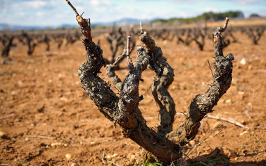 Cepas viejas de Monastrell