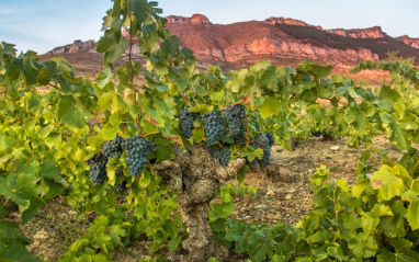 Viñedos de Garnacha centenaria