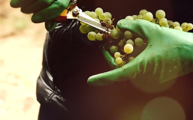 El cuidado de mantener la viticultura tradicional de Rías Baixas