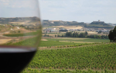 Viñedo en Ribera del Duero