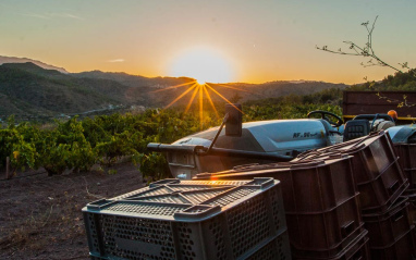 Atardecer en el viñedo