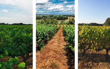 Tres parcelas de viñedo en el Domaine Saint-Etienne