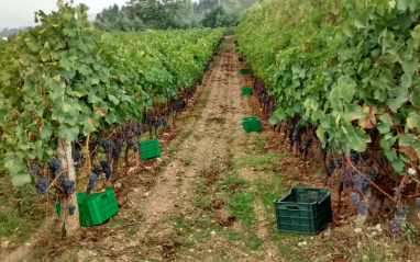 Marco de plantación del viñedo Sameirás