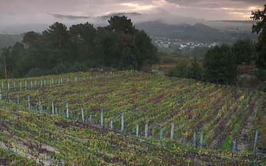 Panorámica del viñedo en el Ribeiro