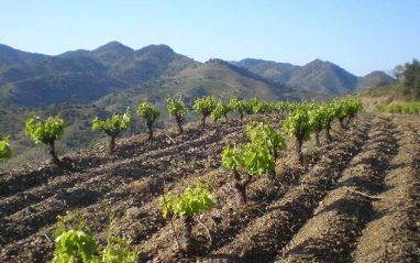 Viñedos en Porrera